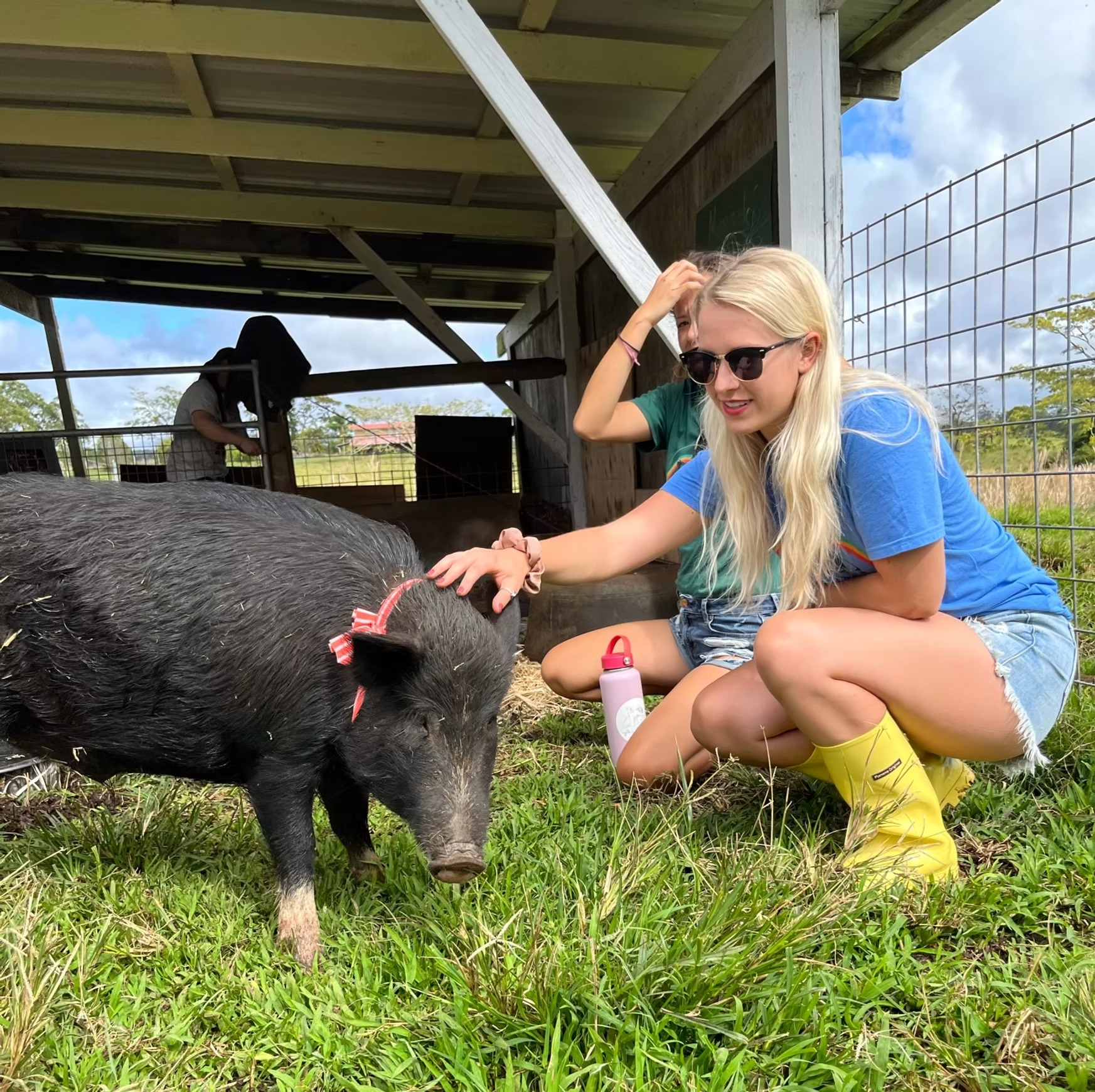 La iniciativa permite a los participantes ayudar en el cuidado de cerdos abandonados, fomentando la educación y el respeto hacia estos animales. Foto: Selah’s Pig Sanctuary
