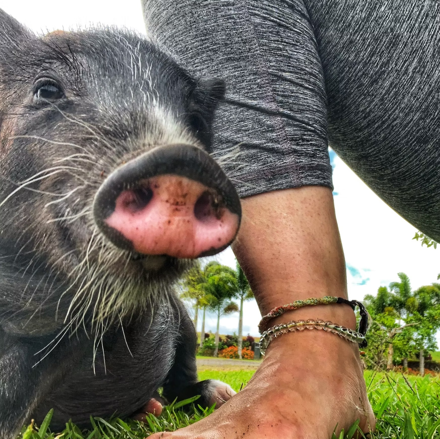 Los criterios de admisión para cuidar cerditos demandan mayoría de edad. Foto: Selah’s Pig Sanctuary