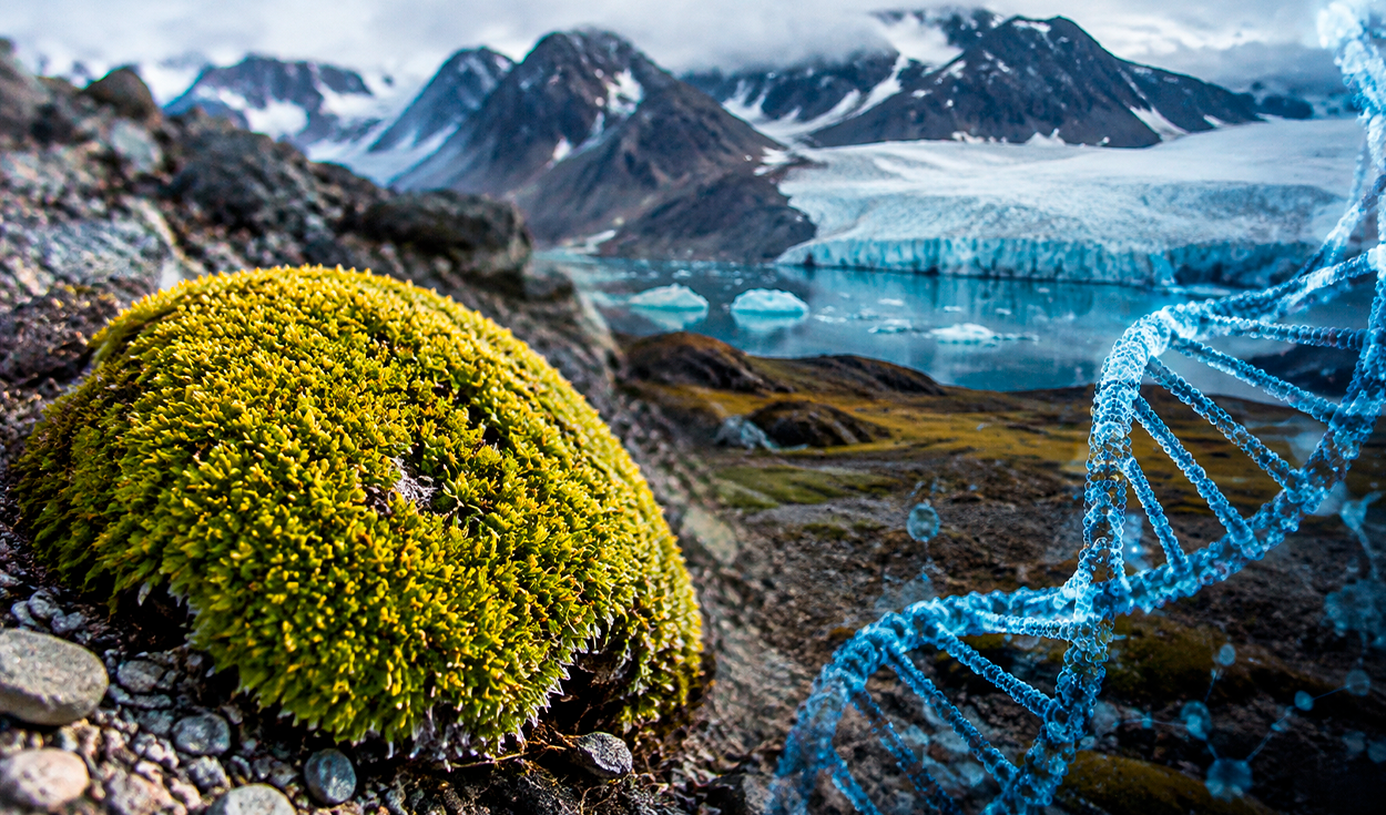 Antarctic Pearlwort DNA Fully Sequenced for First Time