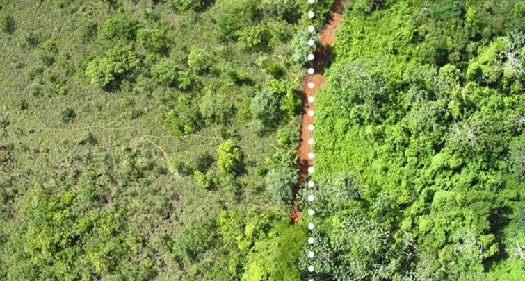 Princeton probó en Restoration Ecology que cáscaras de naranja de los 90 elevaron 176% la biomasa de un bosque. Foto: Tim Treuer