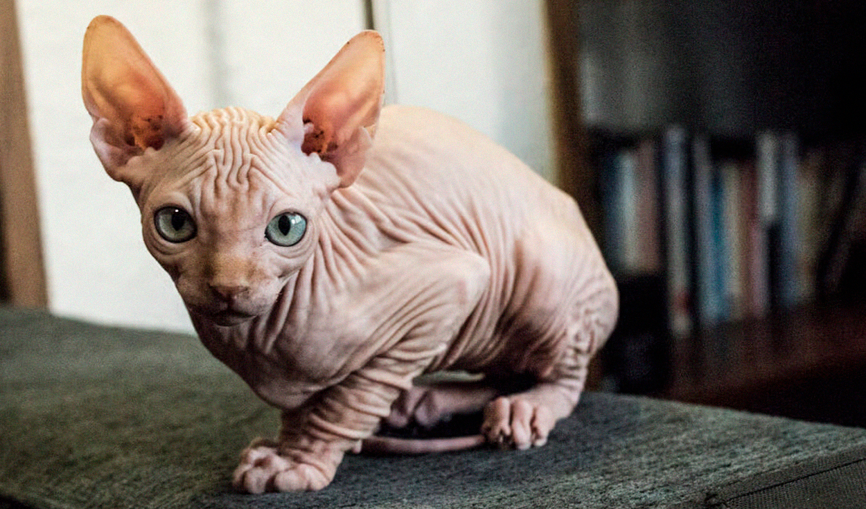 Sphynx Cats Originated From a Natural Mutation in Canada