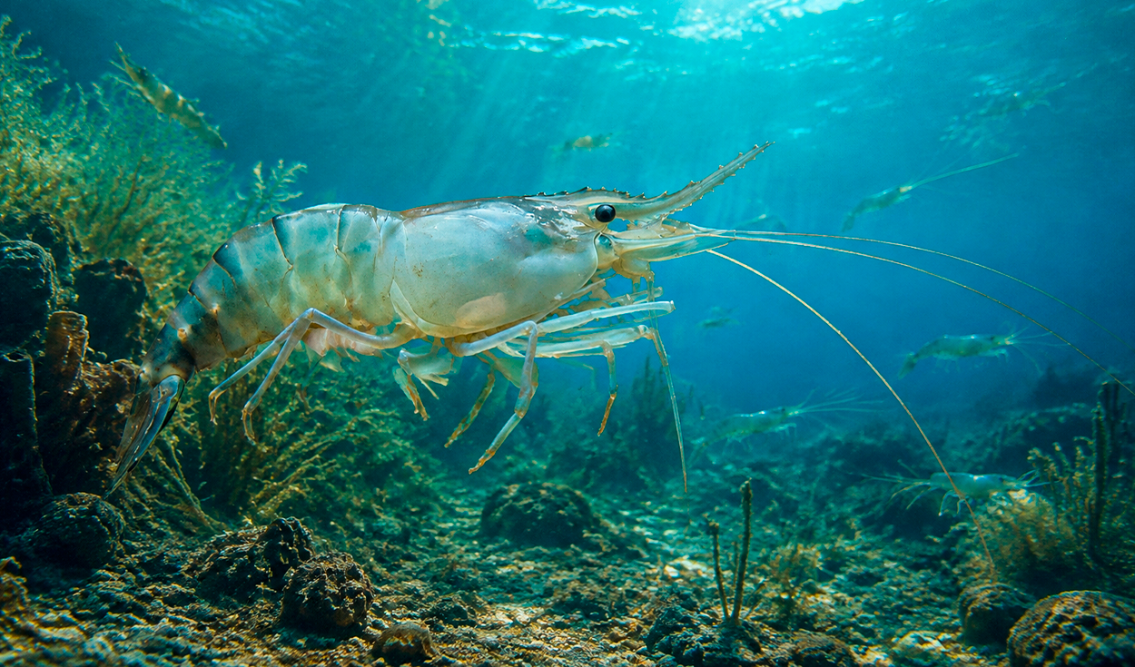 Shrimp originated in the Pacific 125 million years ago