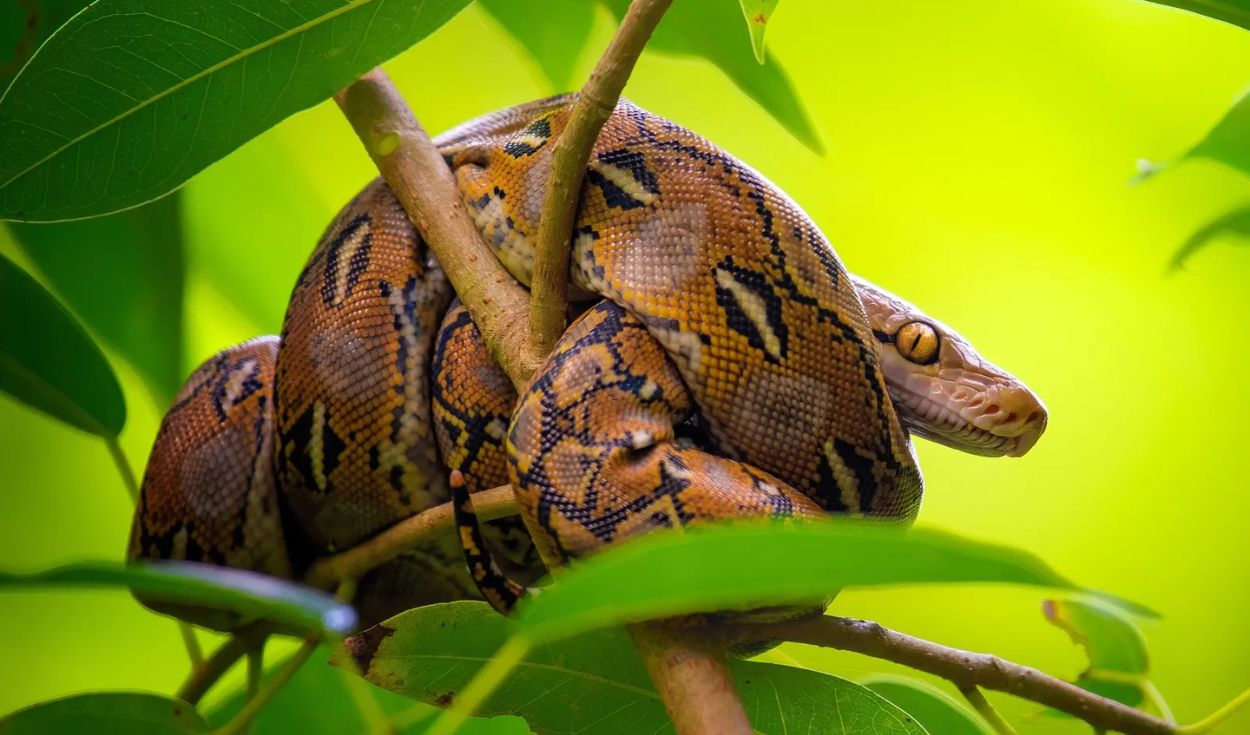 Python blood molecule reduces appetite and weight in mice