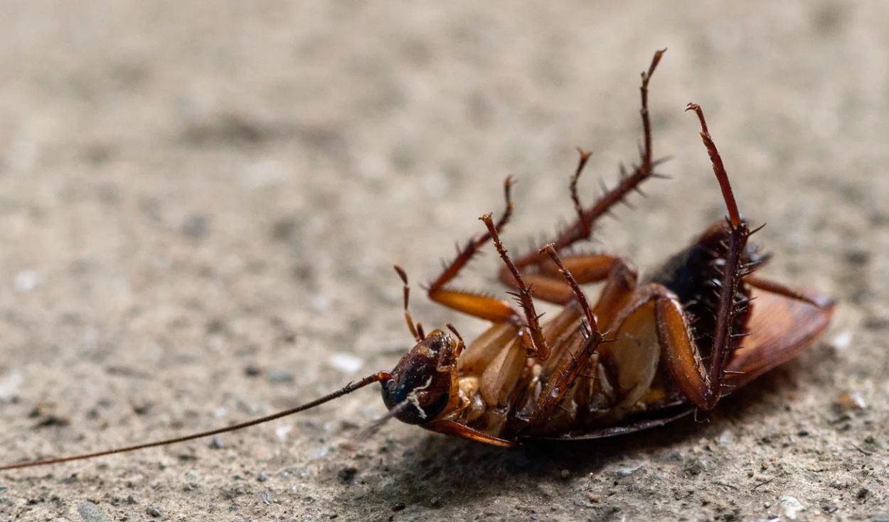 Cockroaches enter homes as rising heat increases activity