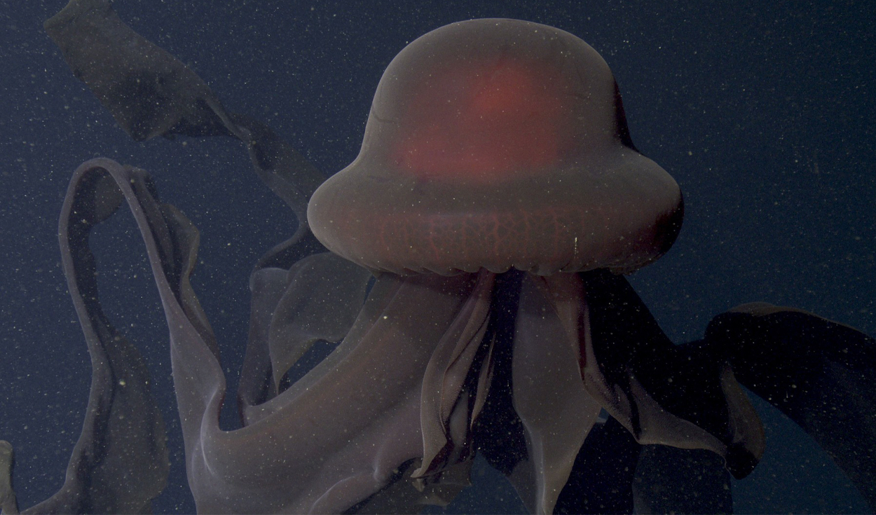 Giant phantom jellyfish documented in deep ocean waters