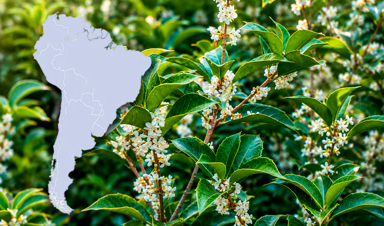 El árbol con uno de los mejores aromas del mundo se cultiva en Sudamérica: produce un 'oro líquido' que perfuma calles enteras