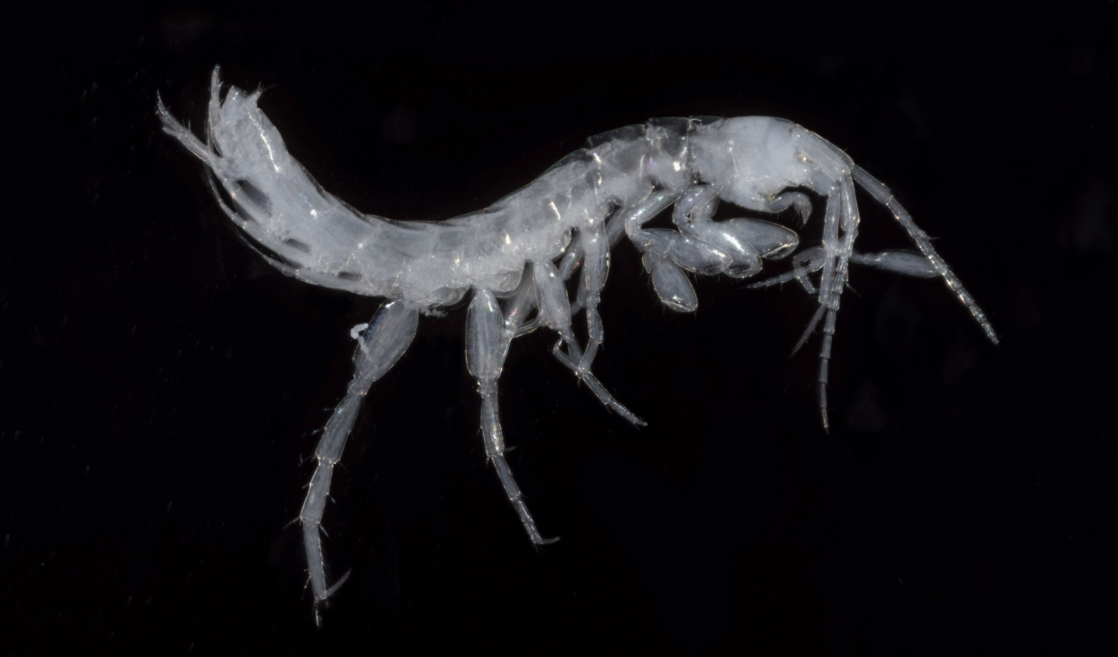 Nuevas especies para la ciencia: descubren dos camarones sin ojos que habitan en aguas subterráneas