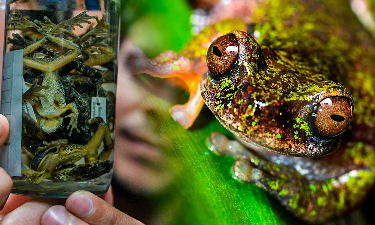 New tree frog species identified in central Costa Rica