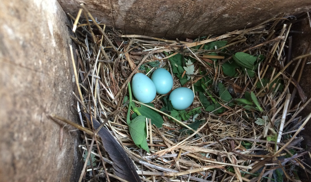 Fresh plant material in bird nests boosts chick growth