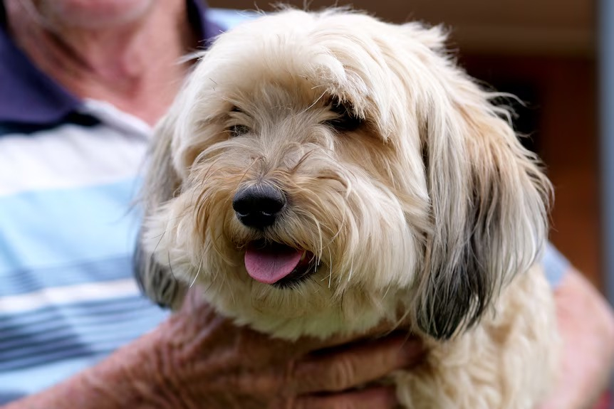 Mindy, una perra rescatada, es una de las cuatro mascotas de Selwyn “Nuts” Nutley. Foto: ABC News/Jasmine Hines