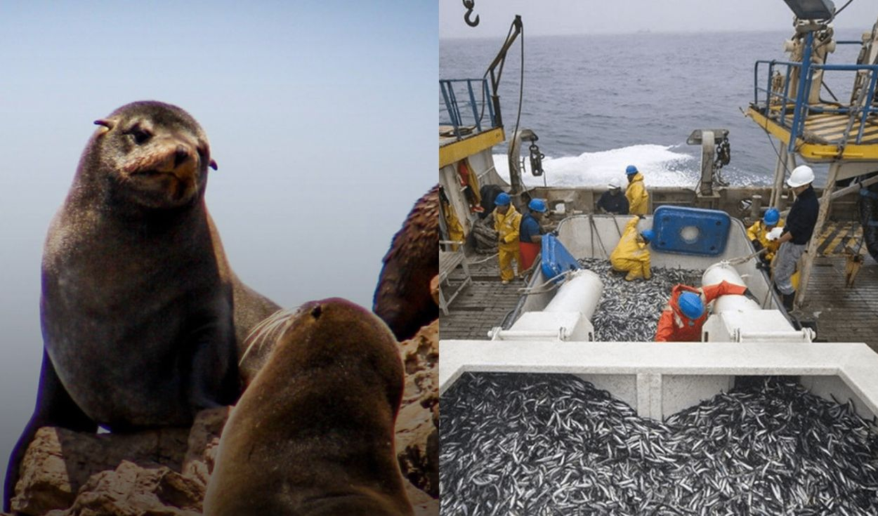 ¿Pesca industrial en Paracas? Gobierno de Keiko Fujimori pondría en riesgo áreas naturales protegidas