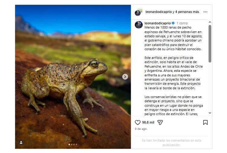 El actor Leonardo DiCaprio salió en defensa de la rana pehuenche ( Alsodes pehuenche ), un anfibio en peligro crítico de extinción, a través de un comunicado en Instagram. Foto: @leonardodicaprio/Instagram