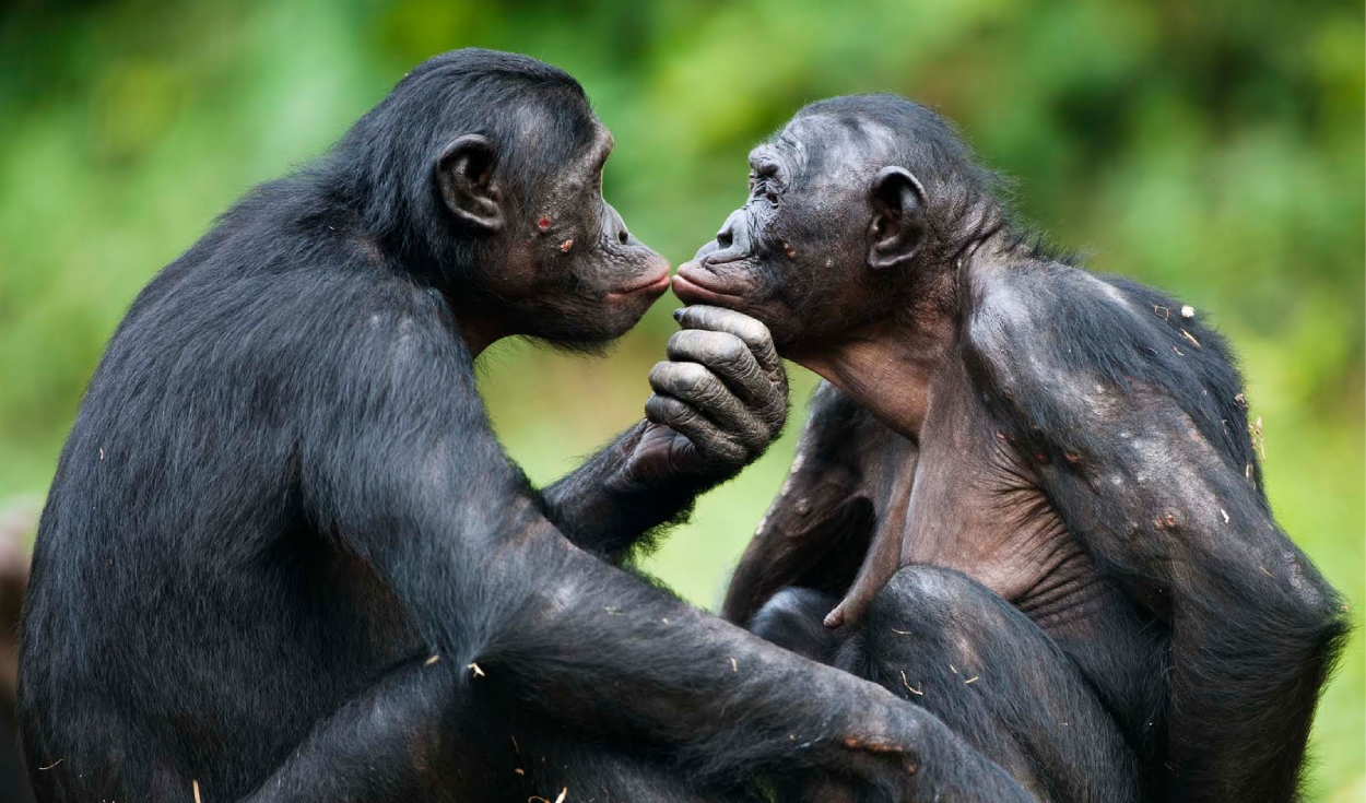 Unos investigadores descubrieron que 2 especies de primates pueden recordar a sus antiguos amigos: uno de ellos reconoció a su hermana después de 26 años de separación
