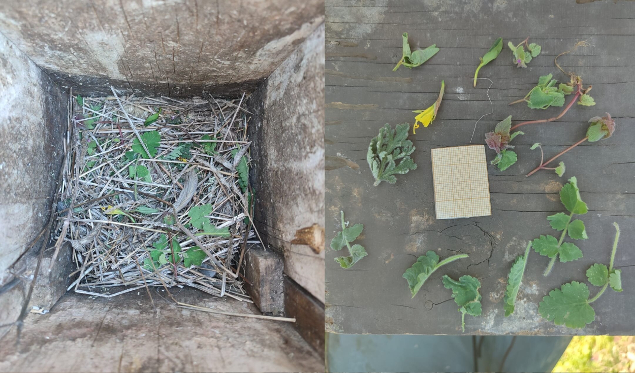Caja nido de estornino manchado que contiene especies de plantas. Foto: Jorge Garrido-Bautista