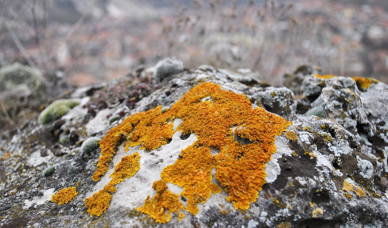 China Discovers Lichen That Signals Rare Earth Deposits
