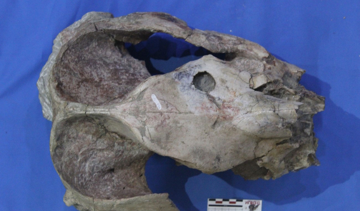 Cráneo de Pericotoxodon platignathus que muestra la marca de punción probablemente hecha por Purussaurus neivensis. Foto: Universidad de Helsinki.