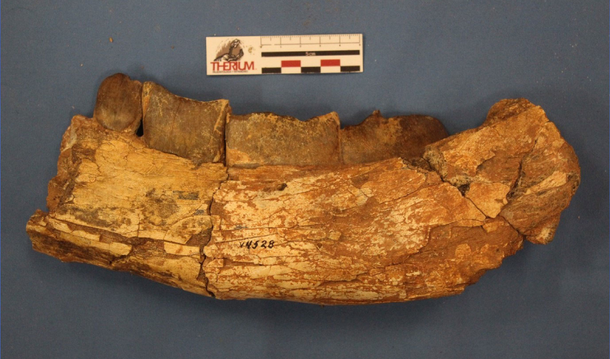 Mandíbula de Xenastrapotherium kraglievichi que presenta marcas de depredación por Purussaruus neivensis y posible carroña por Langstonia huilensis. Foto: Universidad de Helsinki