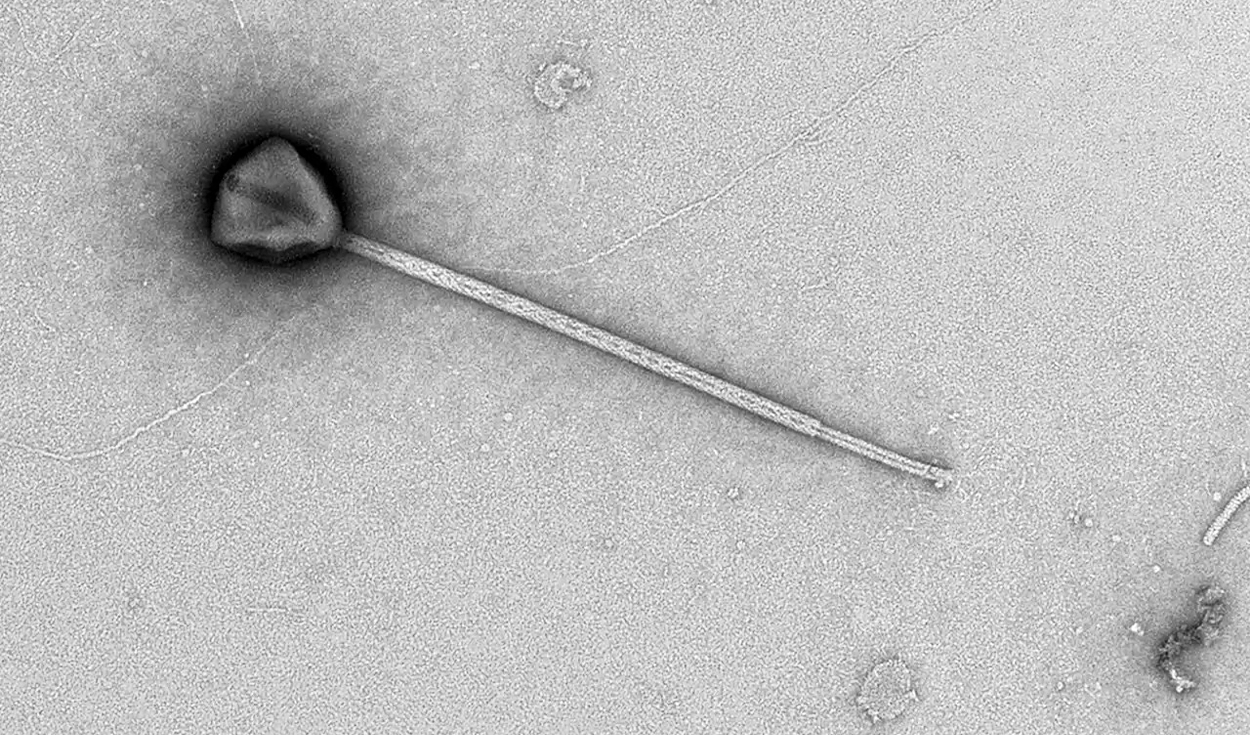 Giant Pacific Ocean Virus Has Tail 11 Times Its Size