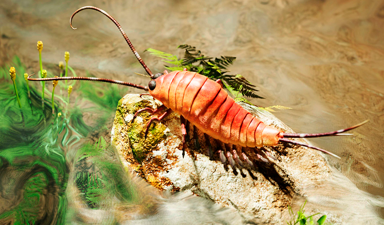 Chosha Praecursor Fossil Shows Early Insects Had 24 Legs