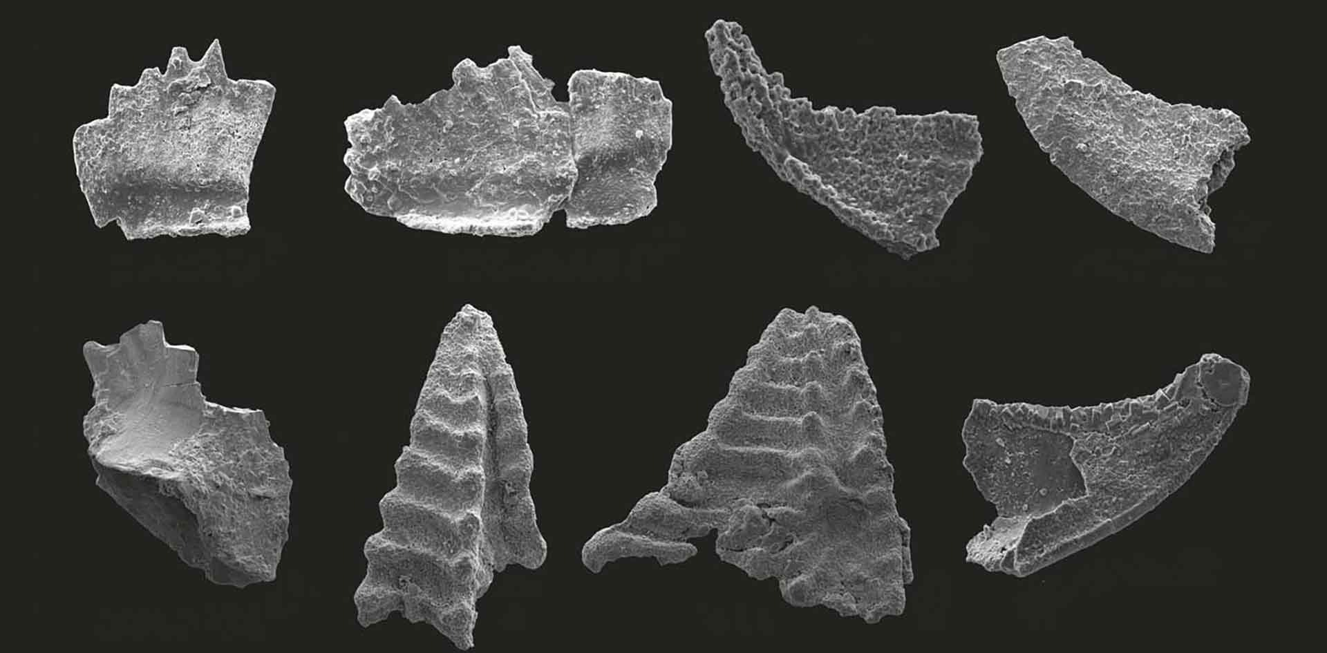 Especies clave de conodontos del Grupo Chiatsun, que proporcionan una edad del Ordovícico Medio para la cima del Monte Everest. Foto: IUGS