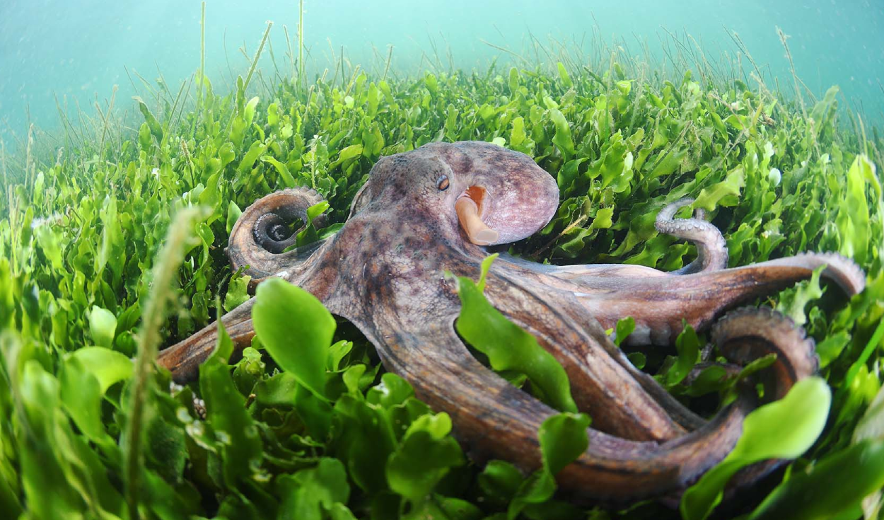 Italy releases 130,000 octopuses to battle blue crabs