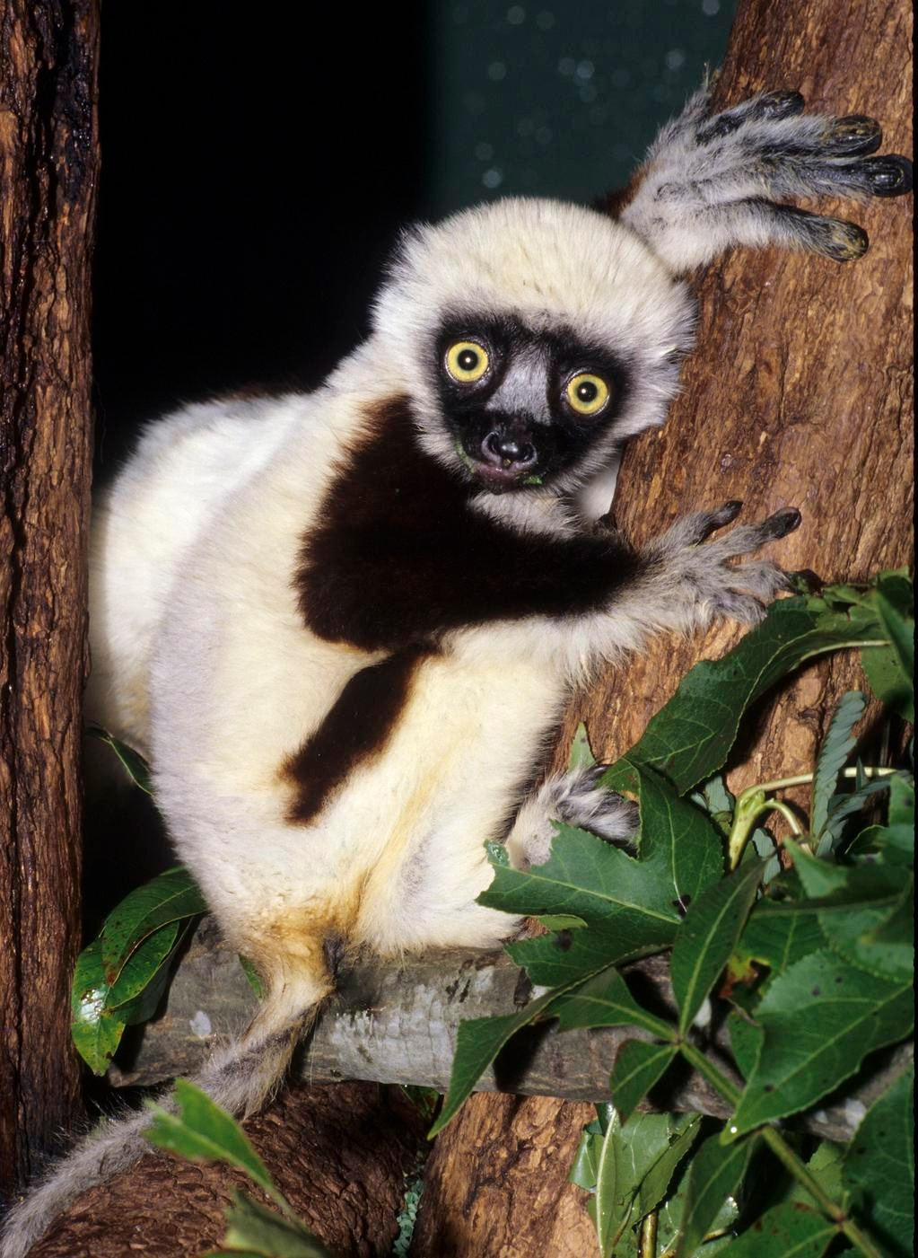 El lémur que protagonizó la serie Zoboomafoo, llamado Jovian, murió el 10 de noviembre de 2014 a la edad de 20 años y medio. Foto: El Mundo