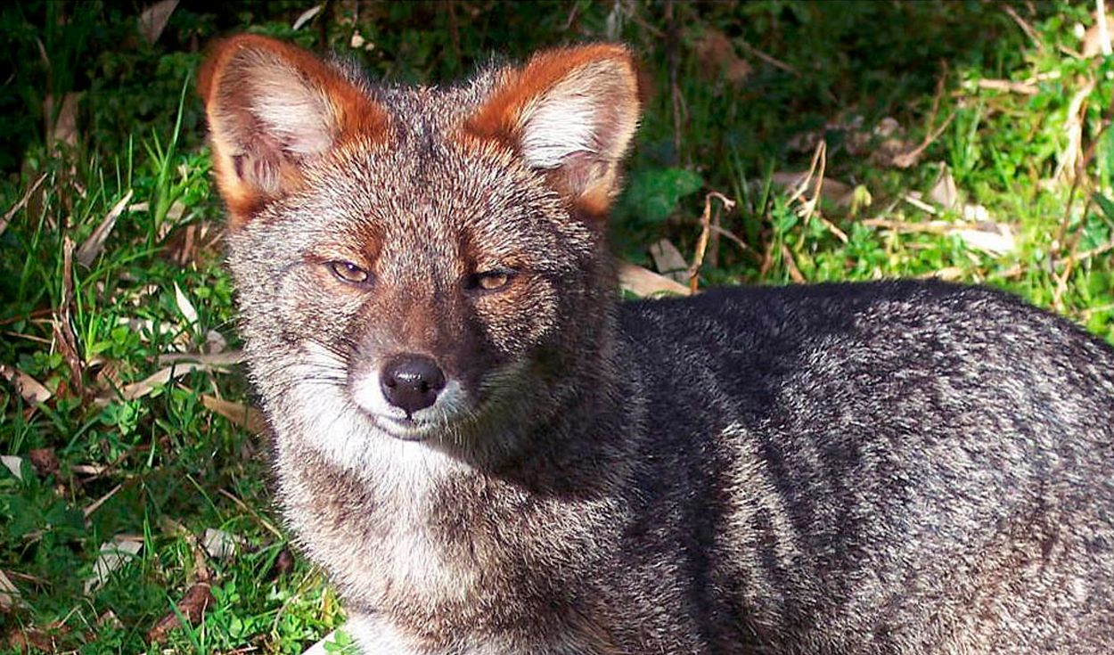 Tasmanian tiger head mislabelled as fox sold at auction