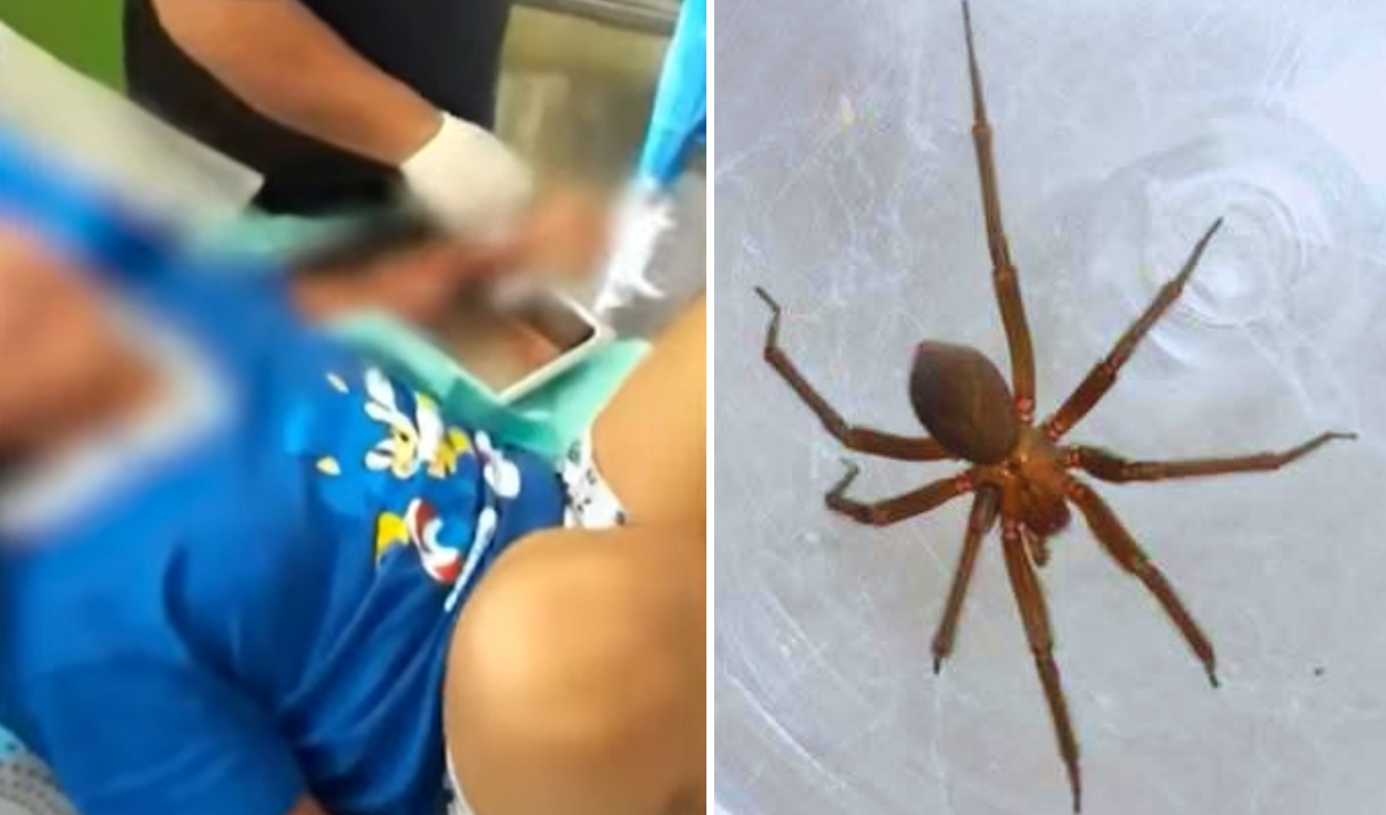 Menor muere tras mordedura de araña: revelan cómo su estado se complicó en pocas horas