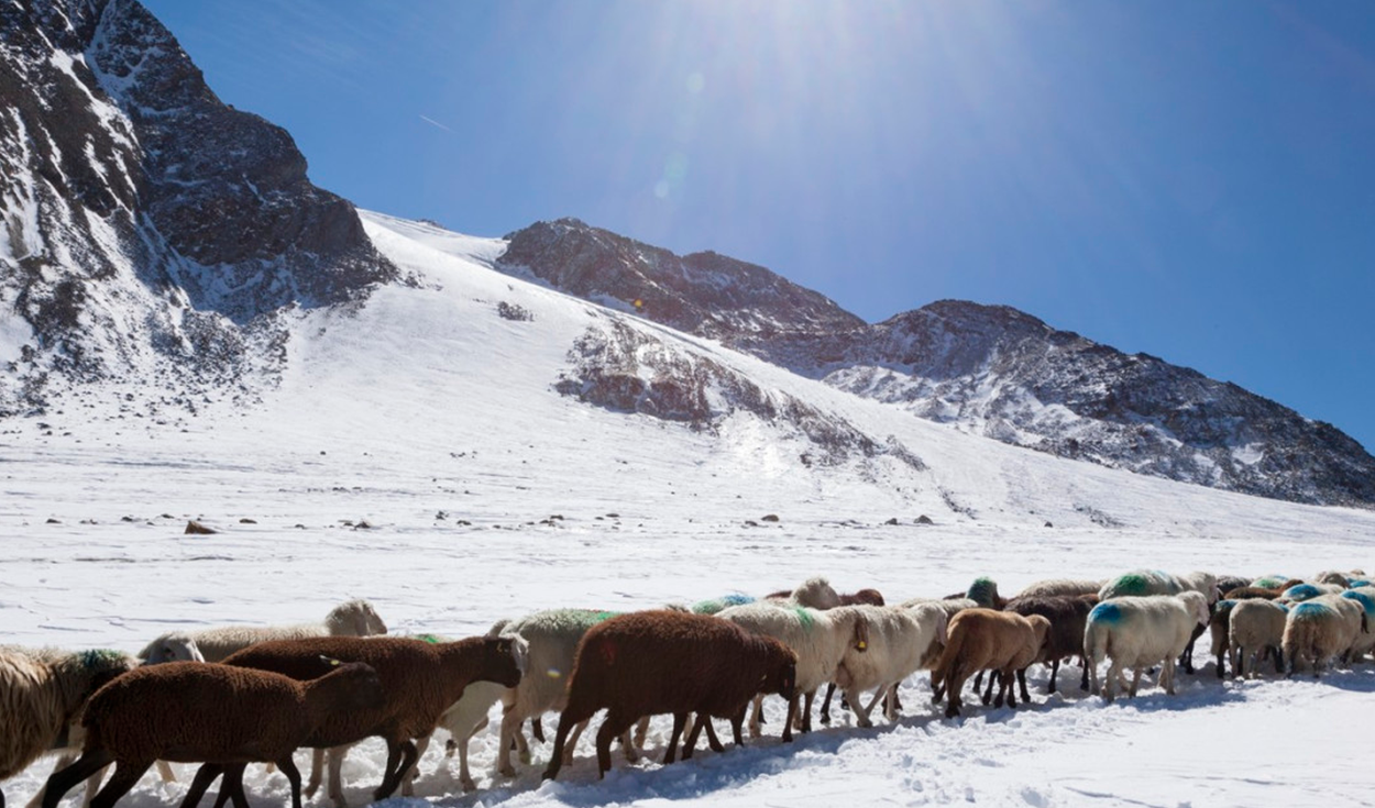 Swiss Students Use Sheep Wool to Slow Glacier Melting