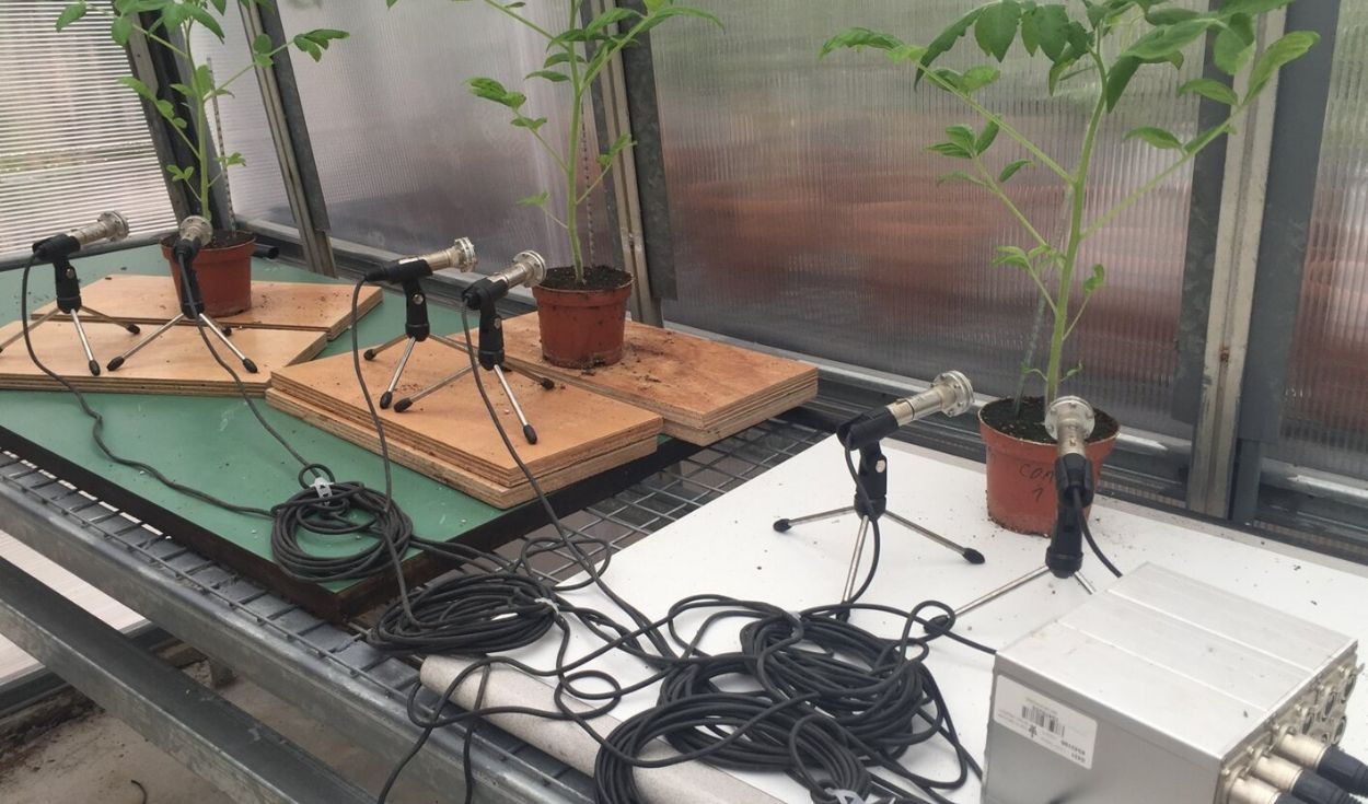 Las plantas "gritan" cuando están estresadas: científicos descubrieron los sonidos que emiten y son imperceptibles para los humanos