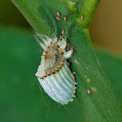 Este es el Tectococcus ovatus que se usa para combatir la invasión del guayabo de fresa.