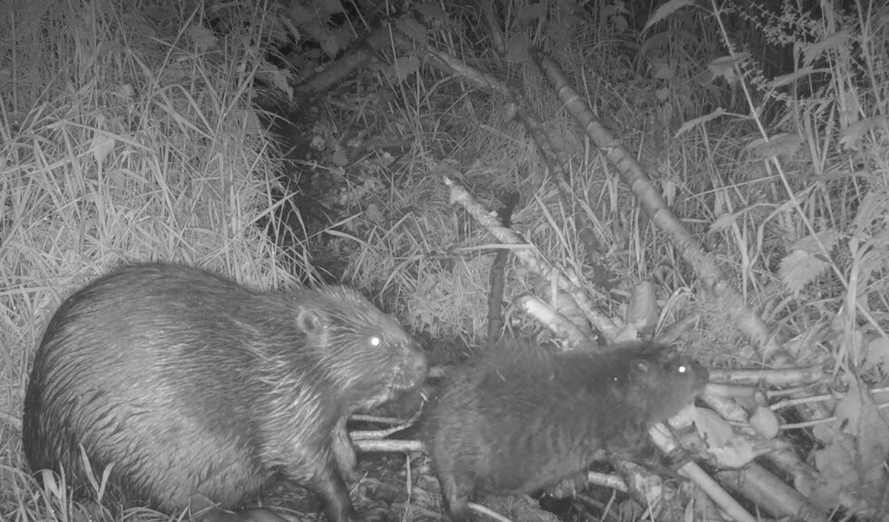 Un castor macho adulto y una de las crías recién nacidas captadas por una cámara de vigilancia. Foto: National Trust