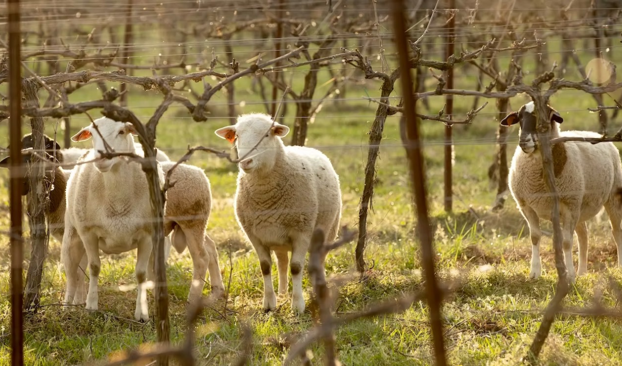 Virginia Vineyard Uses Sheep to Cut Costs and Boost Soil