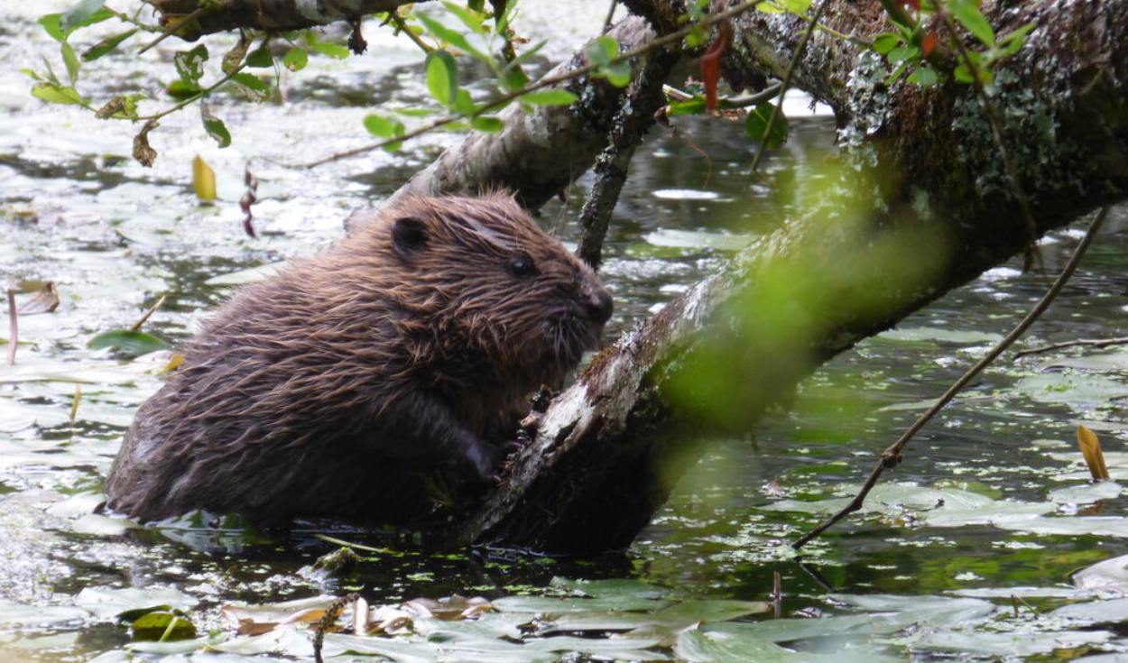 Castor de segunda generación en el agua. Foto: National Trust