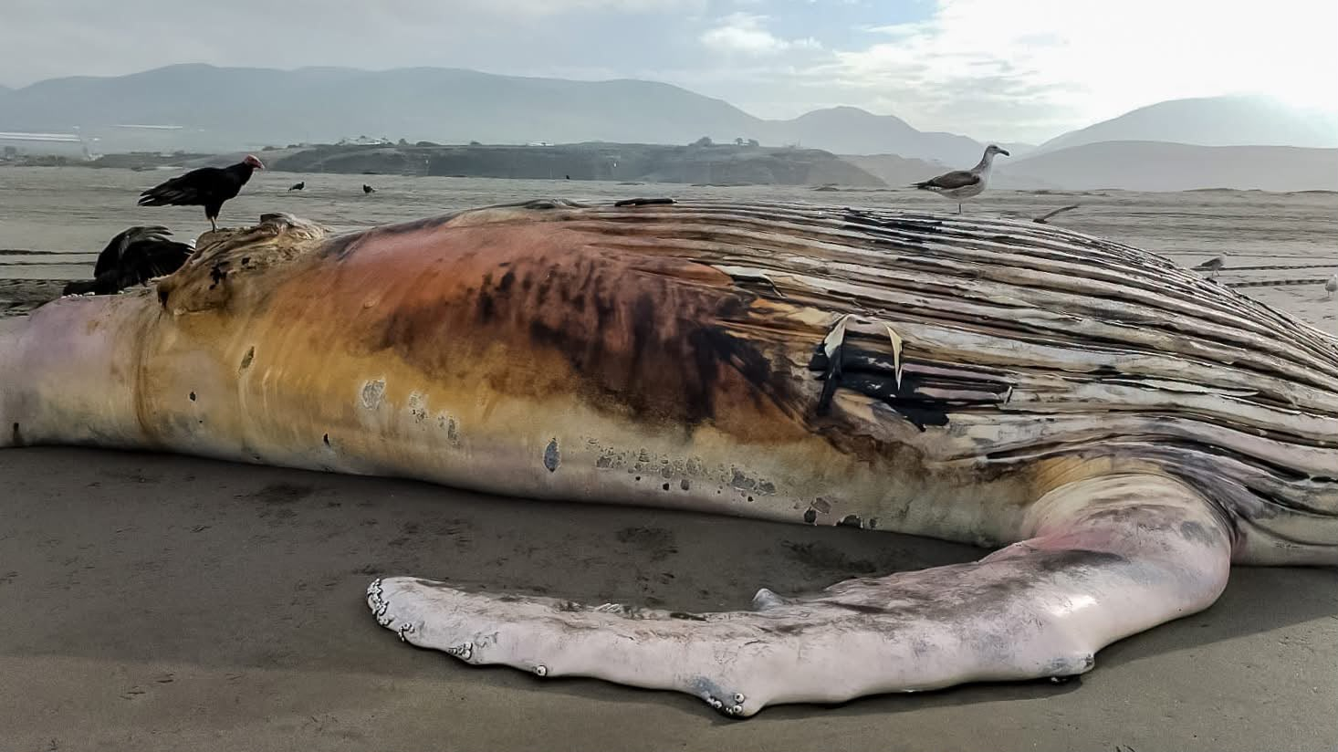 Cetáceo varado y muerto en playa de Arequipa