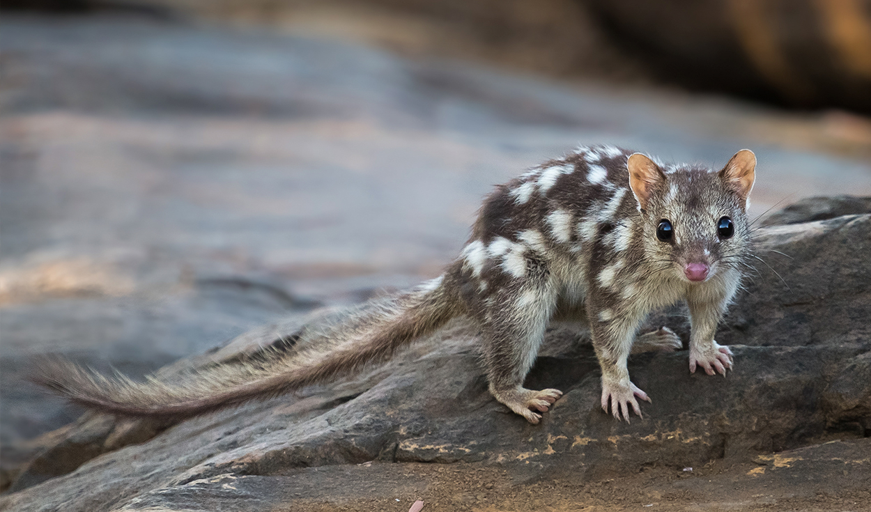 El quol está en peligro de extinción. Foto: Australia Wildlife Conservancy