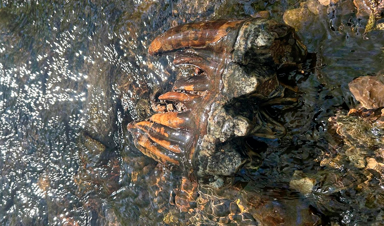 Pacific Mastodon Fossil Found in California Creek Bed