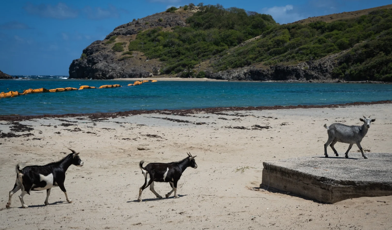Aride Island in Seychelles eradicated invasive goats