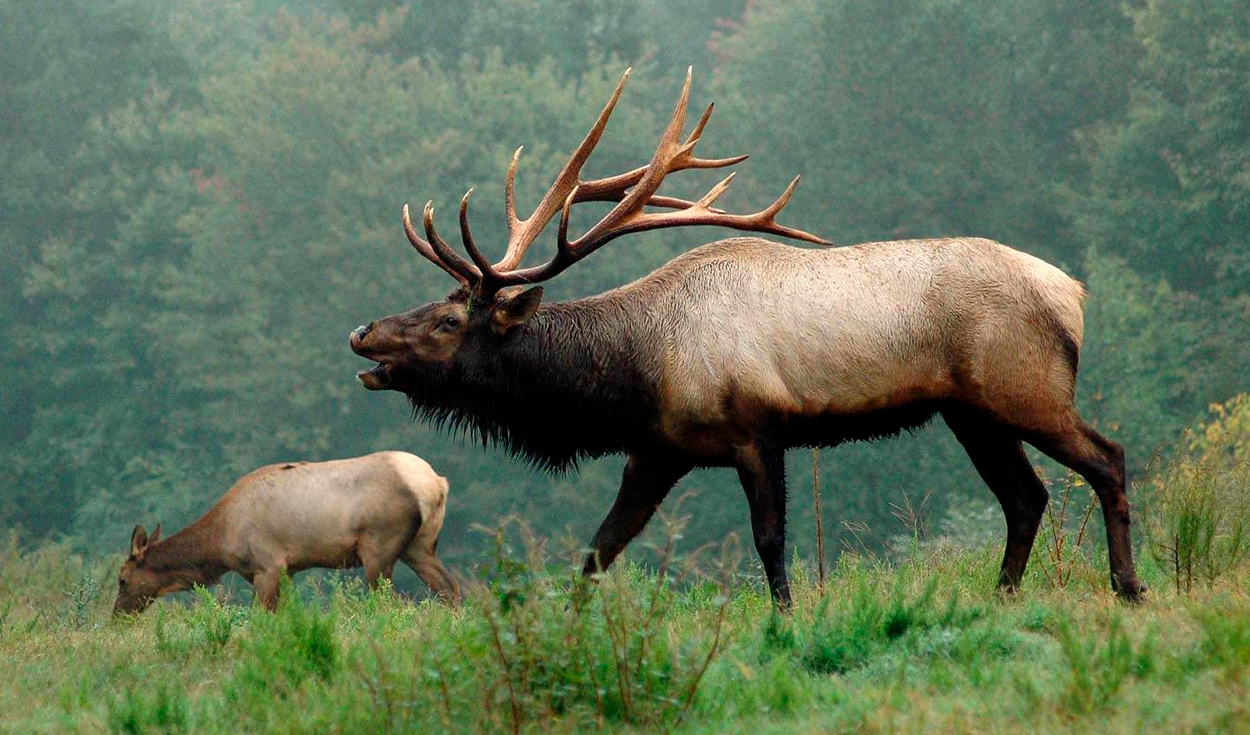 Kentucky's Elk Herd Surges Past 13,000 Since 1997
