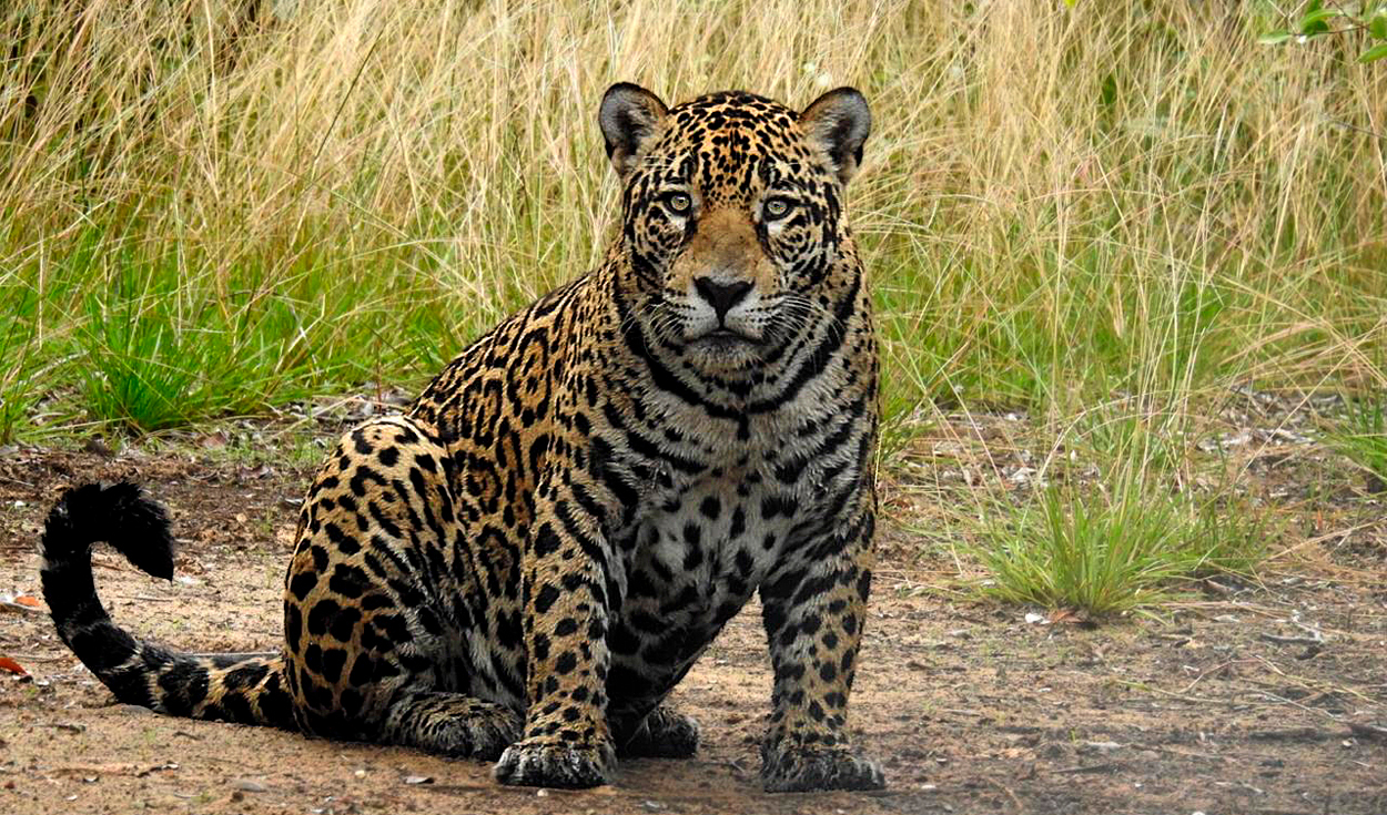 Un jaguar vuelve a aparecer en este país de América Latina después de 10 años y sorprende a los especialistas por el lugar donde fue visto