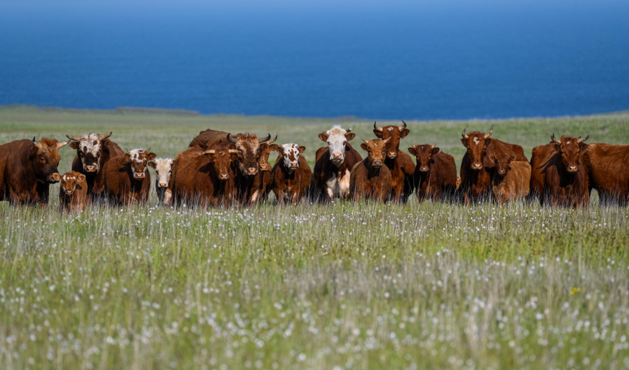 En 1871 dejaron cinco vacas en una isla desierta y, cuando regresaron 130 años después, tuvieron que eliminar a todo el rebaño