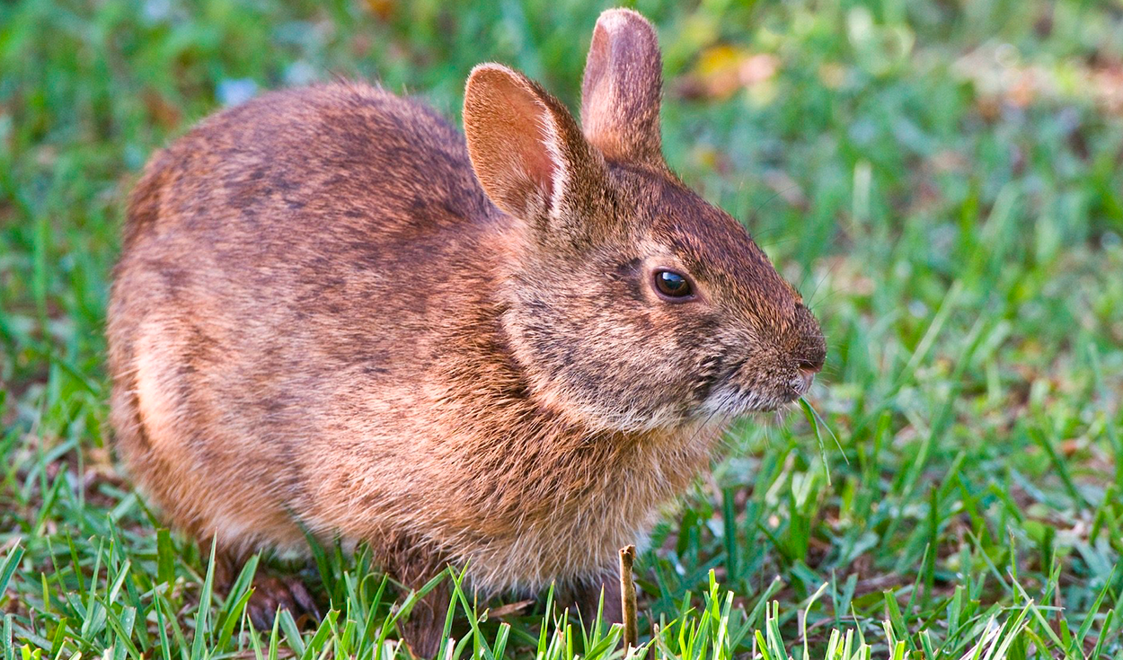 Florida deploys robot rabbits to target invasive pythons
