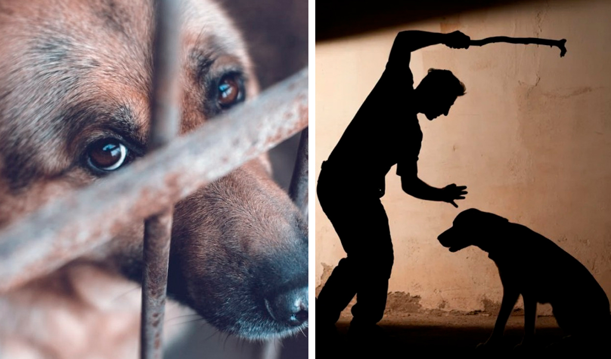 Piura registra más de 380 denuncias por violencia animal en 2026 y no reporta condenas
