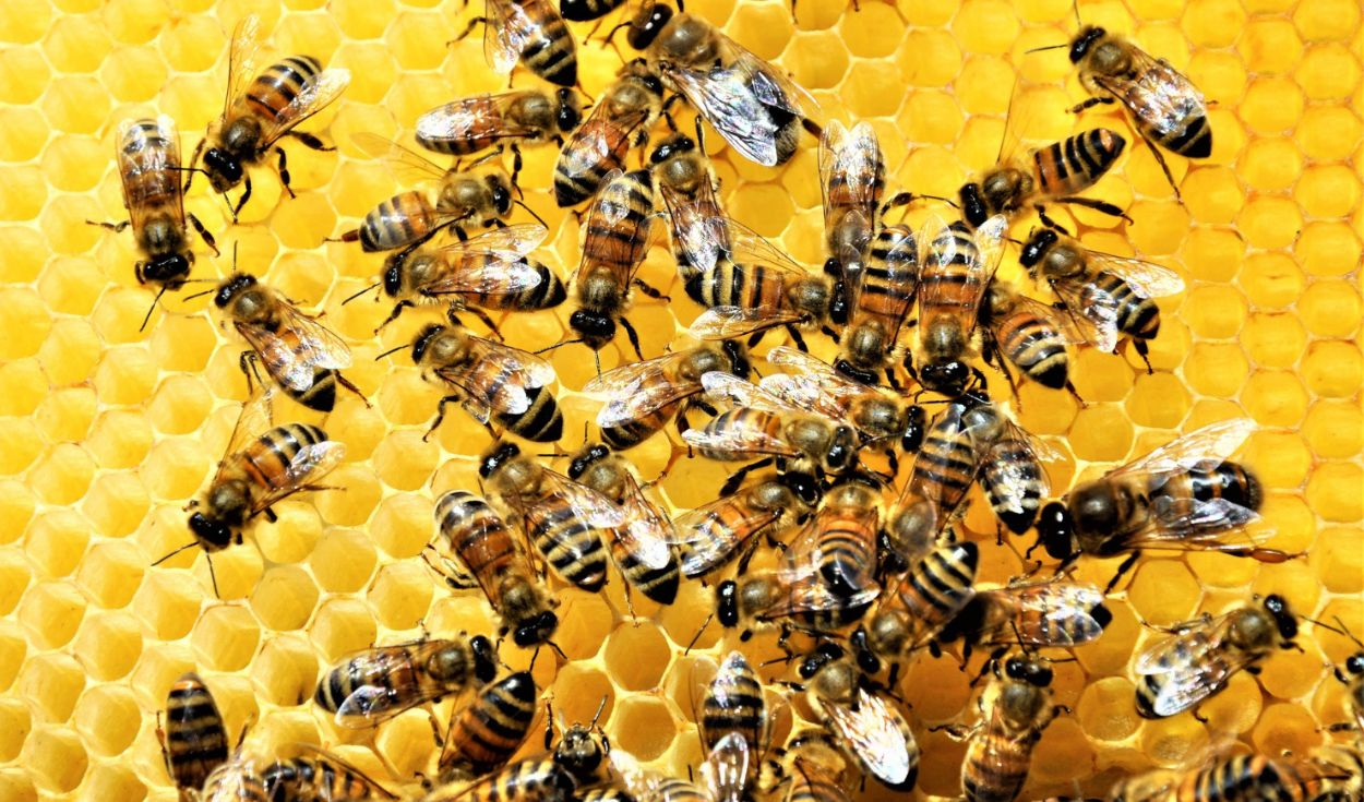 Las abejas sin aguijón que este país de América Latina busca recuperar: producen una miel distinta y benefician a la agricultura