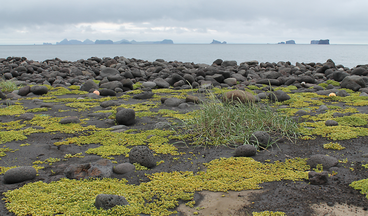 Una isla formada por una erupción en 1963 se prohibió a los humanos con fines científicos, pero en 1969 encontraron allí una planta de tomate