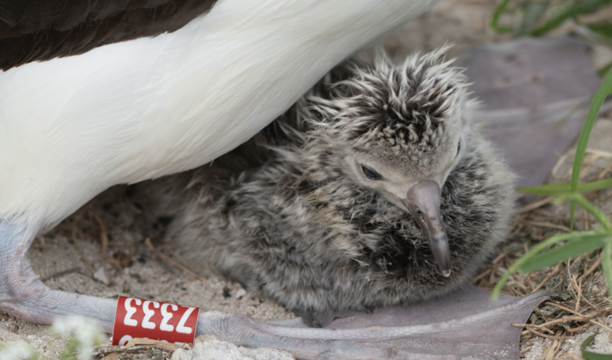 En 1956, un biólogo anilló un ave marina en una isla del Pacífico: 70 años después, el pájaro seguía regresando a su colonia