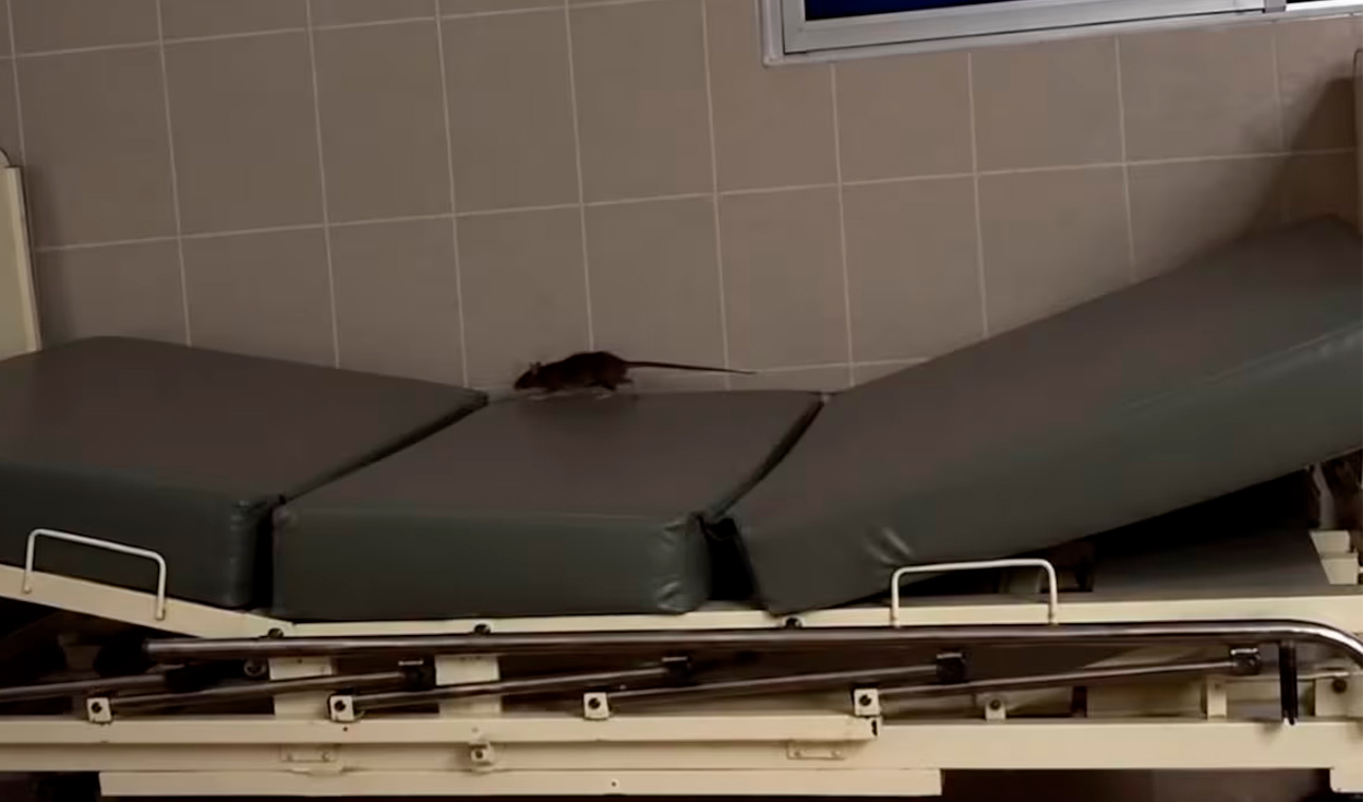 Rata pasea sobre camilla y se sube a jarra de agua usada por pacientes en área de dengue de hospital EsSalud en Piura
