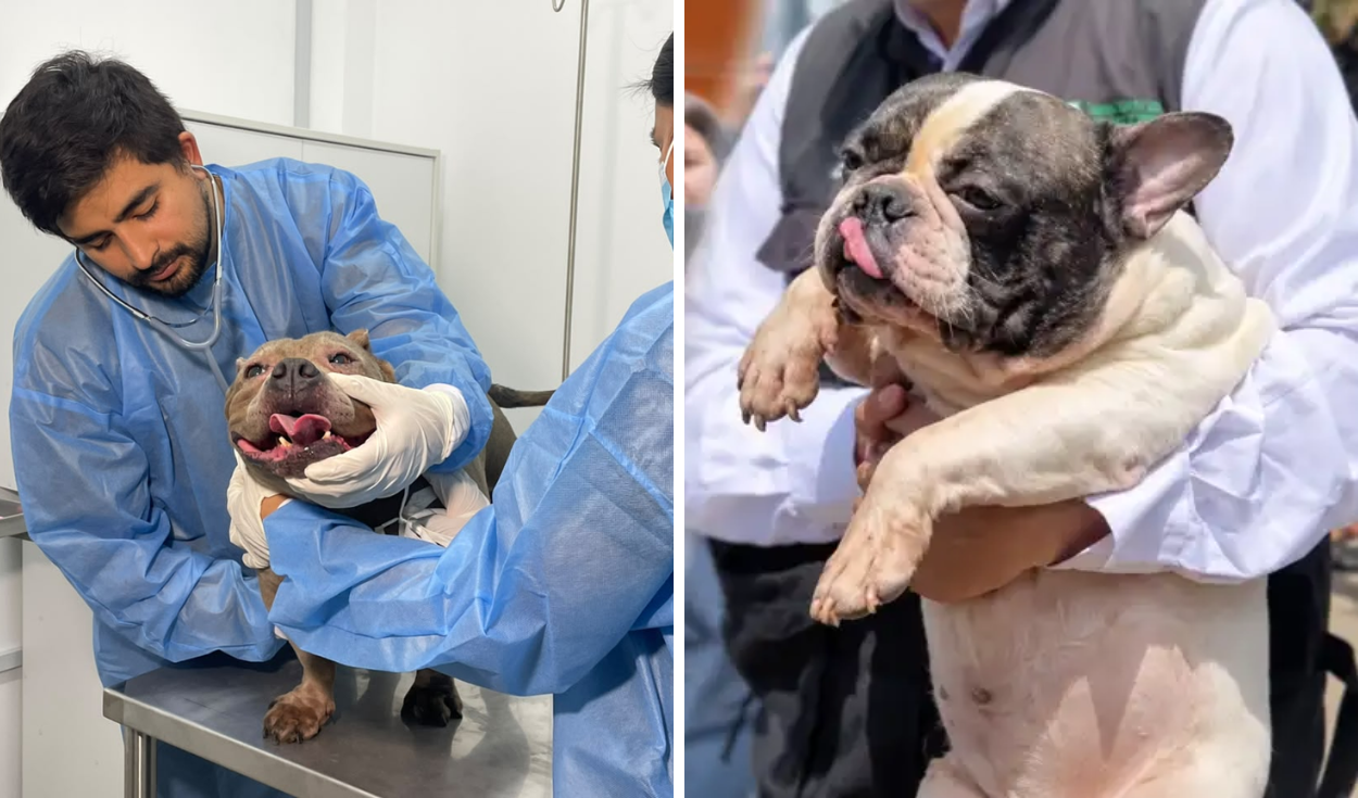 Perros rescatados en SJM fueron trasladados a grupos animalistas y recibirán atención especializada