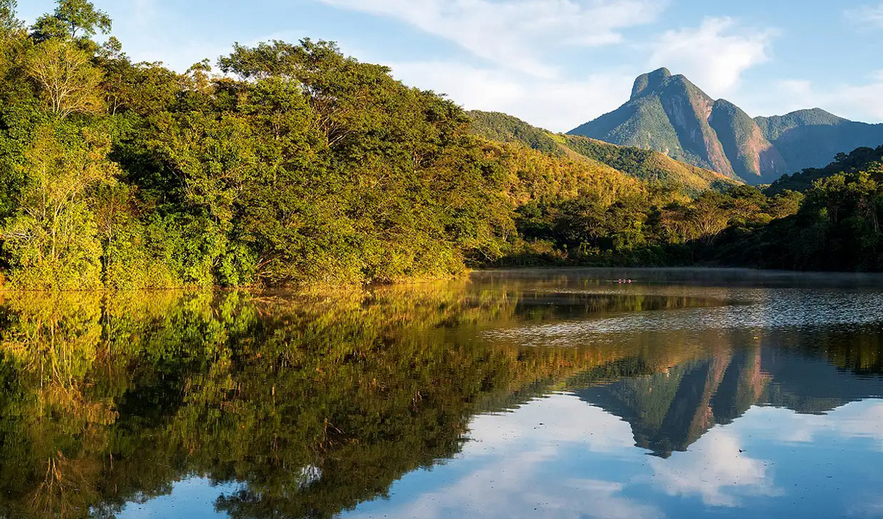 Una familia plantó 840.000 árboles en Brasil y 25 años después regresó un animal que llevaba un siglo desaparecido en la selva