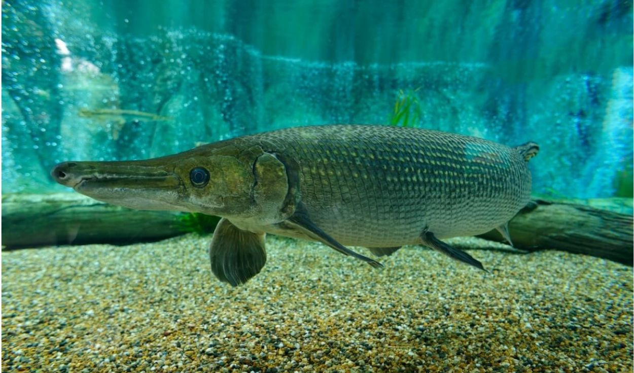 Este país de América Latina logró reproducir en cautiverio a un pez que lleva 100 millones de años en la Tierra: sus crías ya fueron liberadas